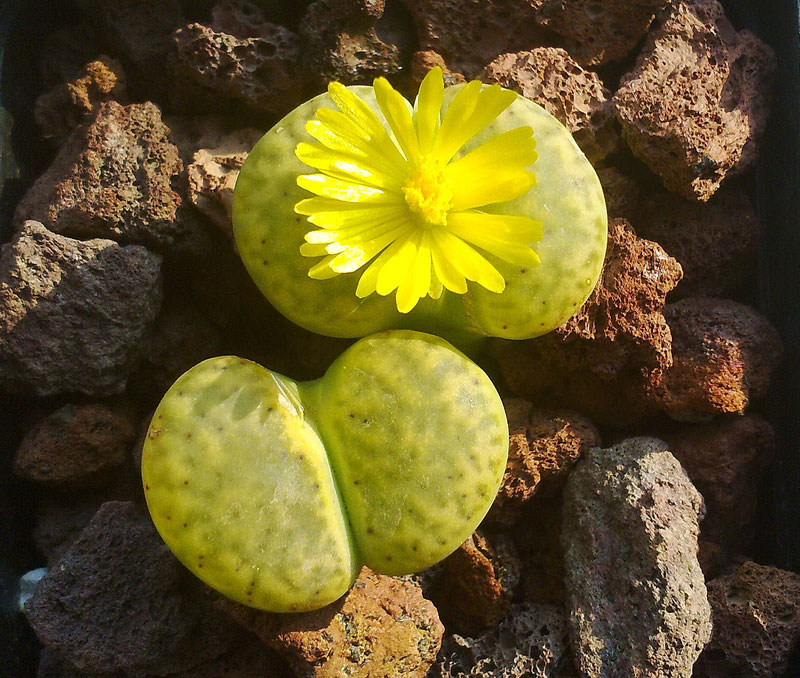 Lithops bromfieldii v. insularis 'Sulphurea'